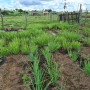 Armazenamento de água para produção garante segurança alimentar e renda para famílias do Semiárido Baiano