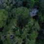 Bacia Amazônica enfrenta a pior seca em quatro décadas