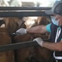Bahia deve vacinar mais de 10 milhões de animais contra a febre aftosa até o final de maio