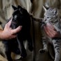 Bolsonaro sanciona lei que proíbe eutanásia de cães e gatos de rua