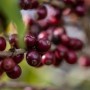 Cafeicultores da Coopiatã são classificados ao Oscar dos cafés especiais
