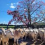 Casa Branca Agropastoril promove 20ª Prova de Desempenho de touros Jovens Angus, Brahman e Ultrablack