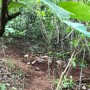Casal sai para passear a cavalo, desaparece e é encontrado morto em mata na BA