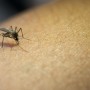 Casos de dengue aumentam 407,9% na Bahia em 2024