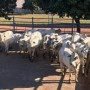 Circuito Nelore de Qualidade avalia 450 animais em Araguaína (TO)