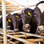 Crédito do BNB à pecuária cresce quase R? 1 bilhão e impulsiona crescimento da produção em 2021 