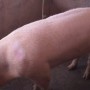 Criação de suínos é alternativa de renda para agricultores da zona rural de Condeúba