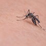 Distribuição da vacina contra a dengue começa na próxima semana