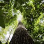 Estudo mapeia pesquisas científicas na Amazônia