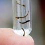 Feira confirmou 218 casos de doenças transmitidas pelo mosquito Aedes Aegypti em 2022