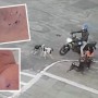 FICOU EM PÂNICO: Agente de saúde é atacada por seis cães em Feira de Santana