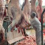 Frifeira mantém ritmo de abates e Cooperfeira aponta recuo pontual no preço da arroba do boi