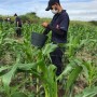 Fundação Bradesco abre inscrições para curso gratuito de Técnico em Agropecuária em Feira de Santana (BA)
