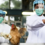 Governo investiga caso suspeito de gripe aviária na Bahia