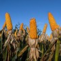 Governo autoriza Conab a comprar milho para pequenos produtores