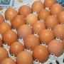 Investimentos do Governo do Estado impulsionam a agricultura familiar no Litoral Sul