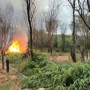 Mais de 104 mil pés de maconha são eliminados na Bahia