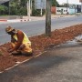 Novo gramado está sendo implantado no canteiro da avenida Noide Cerqueira