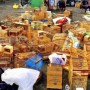Polícia Militar resgata mais de 380 animais silvestres em Feira de Santana
