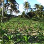 Produção de coco cresce 450% em comunidade rural de Acajutiba