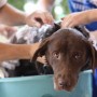 Profissional de Medicina Veterinária cuida da saúde animal e da população