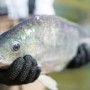 Saúde intestinal e resposta imunológica de peixes melhoram com aditivos à base de levedura da cana-de-açúcar