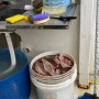 Secretaria Municipal de Saúde interdita frigorífico no bairro Conceição