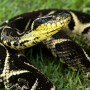 Substância em veneno de cobra jararacuçu pode inibir avanço da covid
