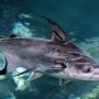 Surgimento de espécie de peixe natural do Vietnã no rio Jacuípe preocupa SEMMAM