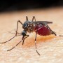 Taxa de mortalidade de doenças negligenciadas aumenta durante pandemia