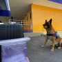 Vitória da Conquista: Com ajuda de cão farejador, PRF encontra maconha levada em ônibus