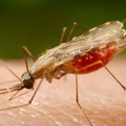 Após surto no sul do estado em 2021, Bahia não teve caso interno de malária em 2022